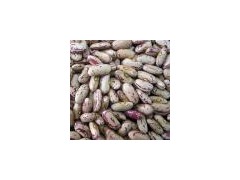 Kidney Bean图1