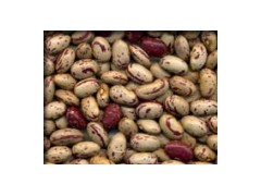 Kidney Beans图1