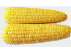 iqf corn图1
