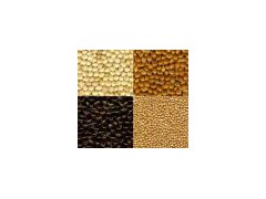 Broomcorn Millet Seeds图1