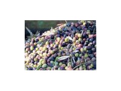 Olive Oil图1
