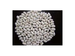 Spanish White Kidney Bean (A0012)图1