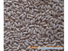 white kidney beans 01图1