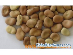 Broad beans 01图1