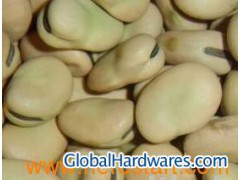broad bean图1