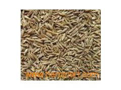 Cumin Seeds图1