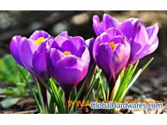 Best price for orgainc saffron extract powder图1
