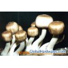 Agaricus Blazei Extract-Polysaccharides & Steroids