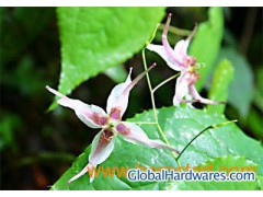 100% natural epimedium extract with competitive price图1