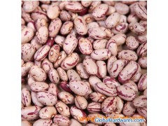 White Beans-Square Shape图1