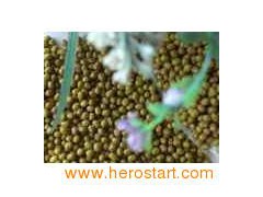 Mung Beans 002图1