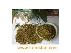 Mung Beans 0085图1