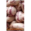 Round Speckled Kidney Beans (005)
