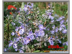 Rosemary Extract 3%-5%图1