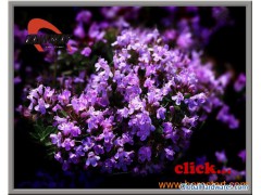Thyme Extract Ingredient Herbal Health图1