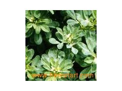 Fenugreek extract图1