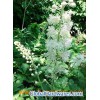 supply black cohosh extract