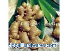 Ginger Root P.E.图1