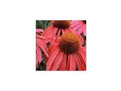 Chamomile extract powder图1