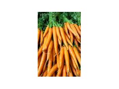 Carrot Juice Powder图1