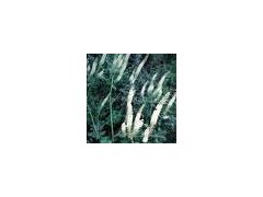 Black Cohosh extract powder图1
