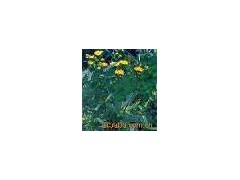 Cat's Claw extract powder图1