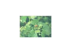 Catnip extract powder图1