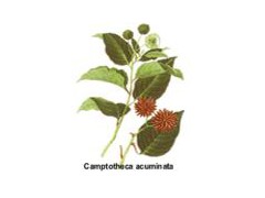 Camptothecine图1