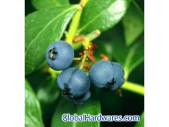 Bilberry extract powder图1