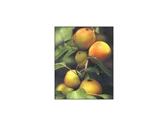 Apricot extract powder图1
