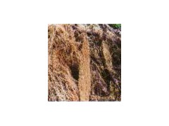 usnea diffracta图1