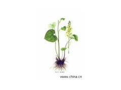Aster extract powder图1