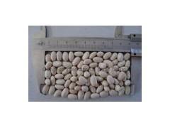 Japanese White Kidney Beans图1