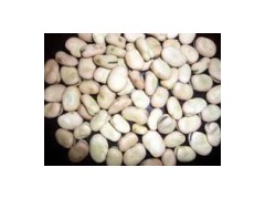 Broad Bean图1