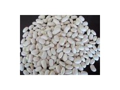 White Kidney Bean图1