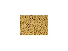 Soybean/Balck Kidney Beans图1