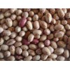 Light Speckled Kidney Beans Huanan Type