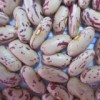 Light Speckled Kidney Bean (long shape)