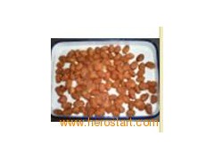 Canned Broad Beans图1