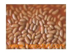Baked Beans in Tomato Sauce (7106)图1