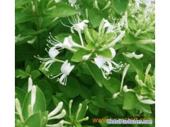 Sweetberry Honeysuckle Extract 100% natural extract图1