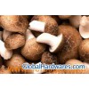 Shitake Mushroom Extract- Polysaccharides
