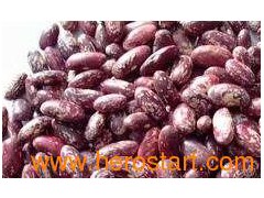 Purple Speckle Kidney Beans图1