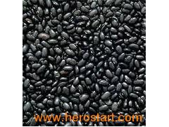 Black Kidney Beans (005)图1