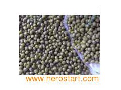 Mung Beans 0121图1