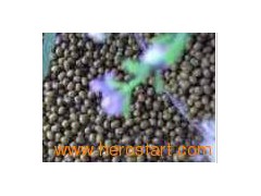 Mung Beans 013图1