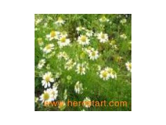 Chamomile Extract图1