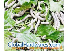 Bombyx Batryticatus Extract图1