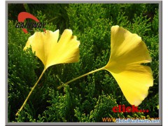 Ginkgo Extract-Ginkgo Flavonglycosides NLT 24%图1