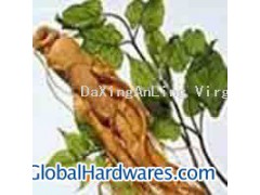 Ginseng P.E.图1